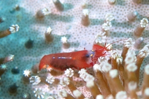 Synalpheus modestus, Sarcophyton sp.