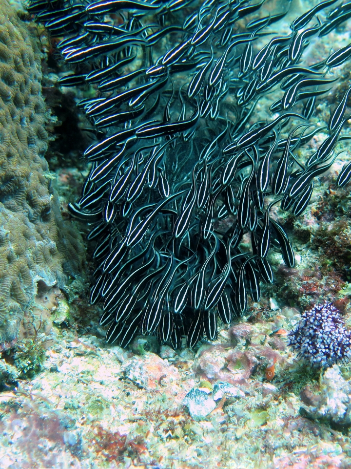 Plotosus lineatus