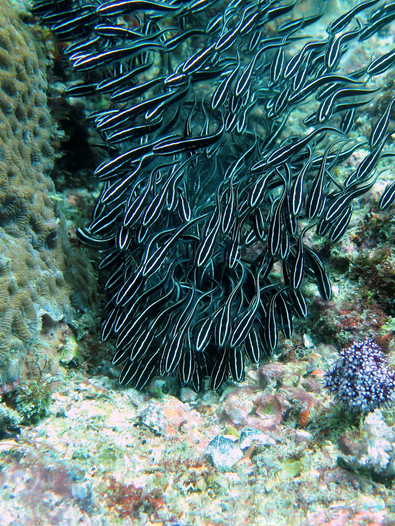 Plotosus lineatus