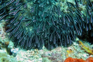 Plotosus lineatus