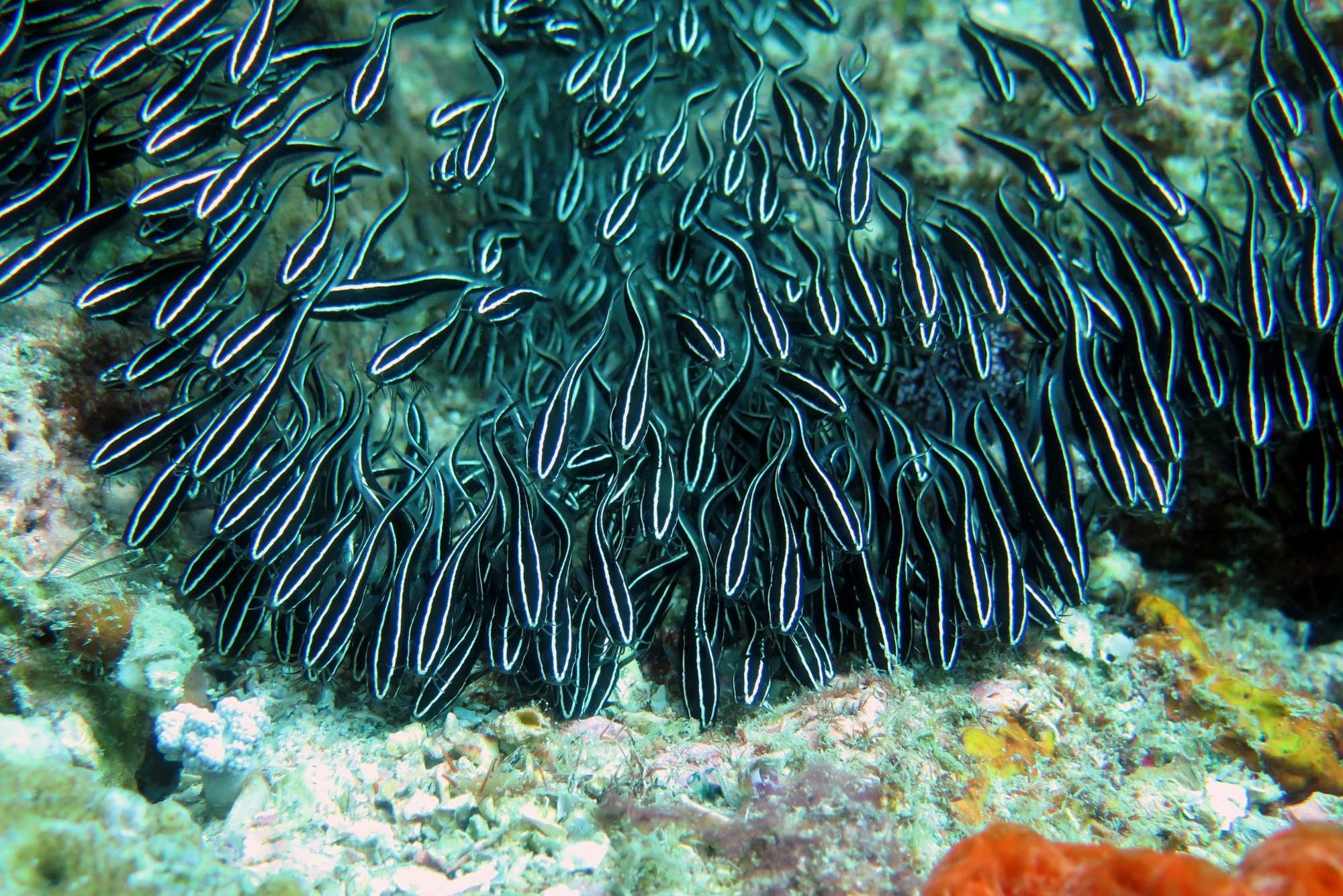 Plotosus lineatus