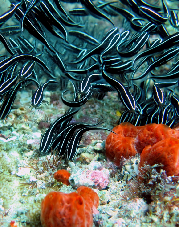 Plotosus lineatus
