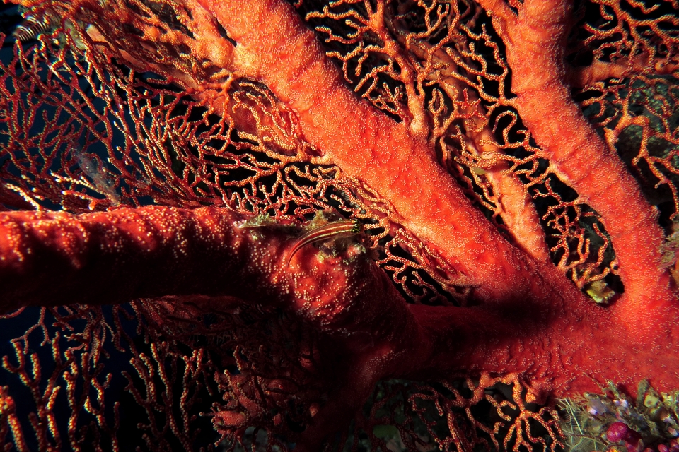 Helcogramma striata, Melithaea ochracea