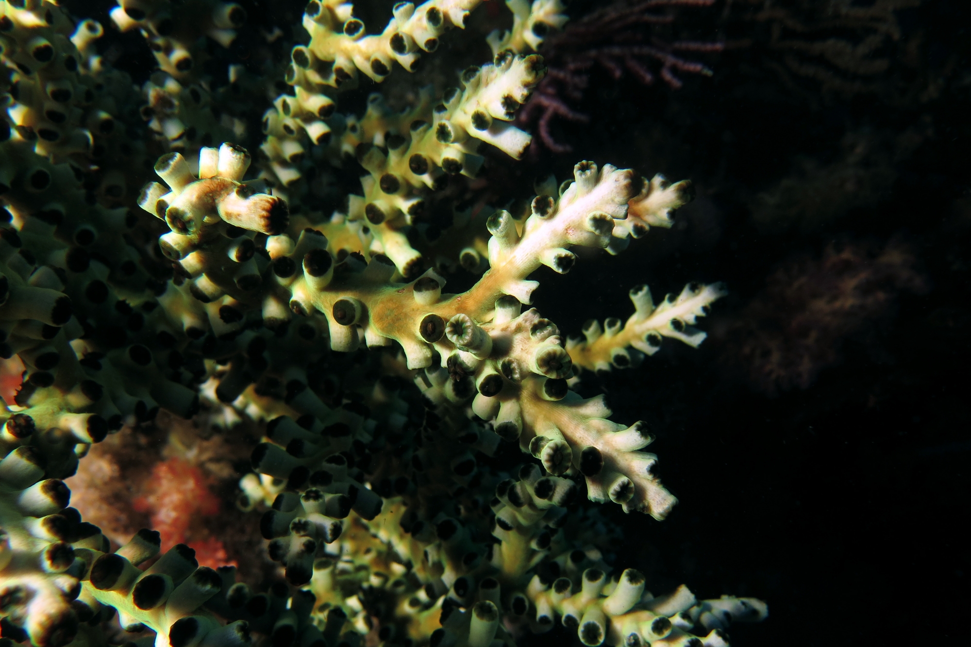 Tubastraea micranthus