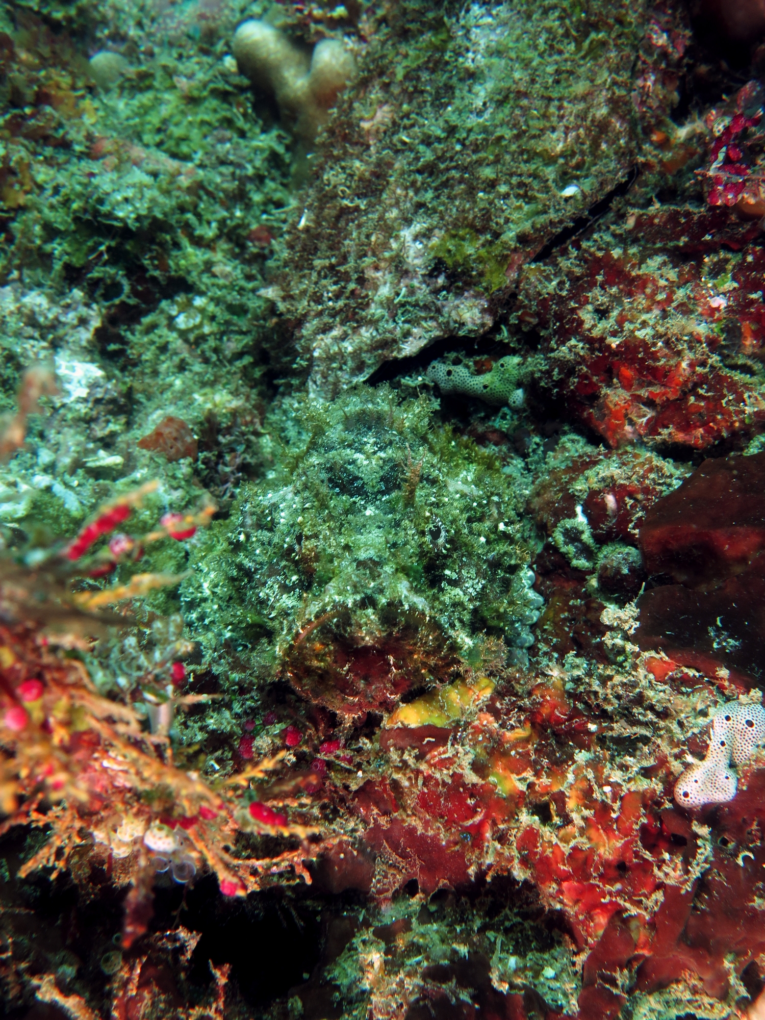 Synanceia verrucosa