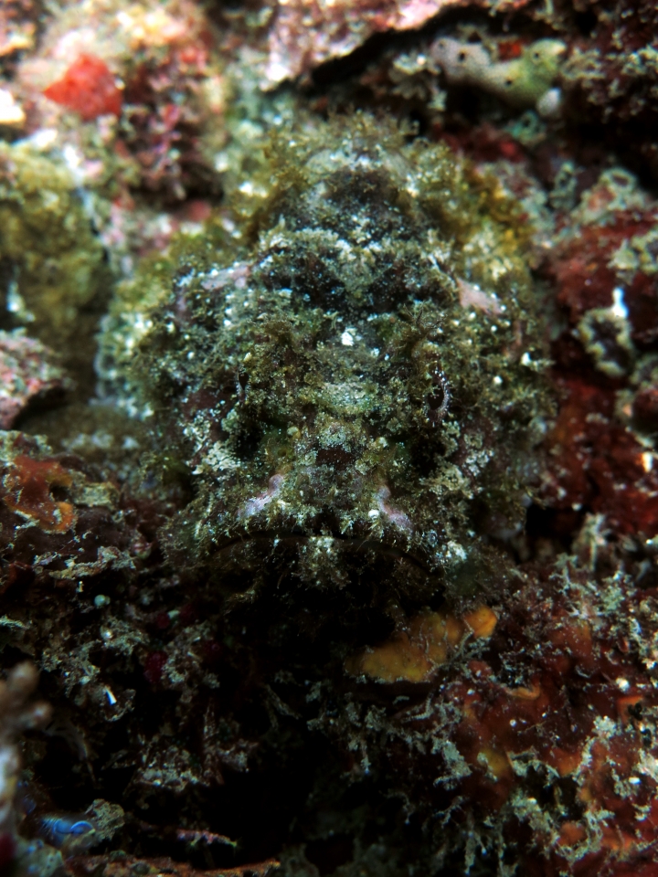 Synanceia verrucosa