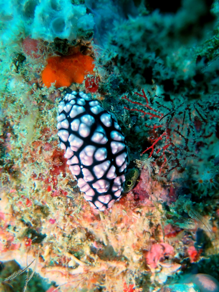 Phyllidiella pustulosa