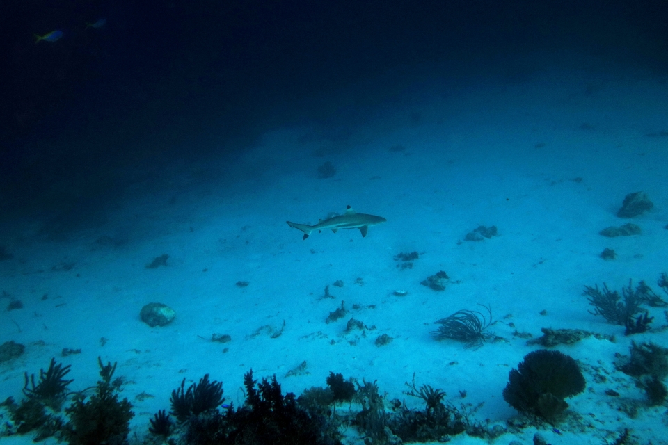 Carcharhinus melanopterus