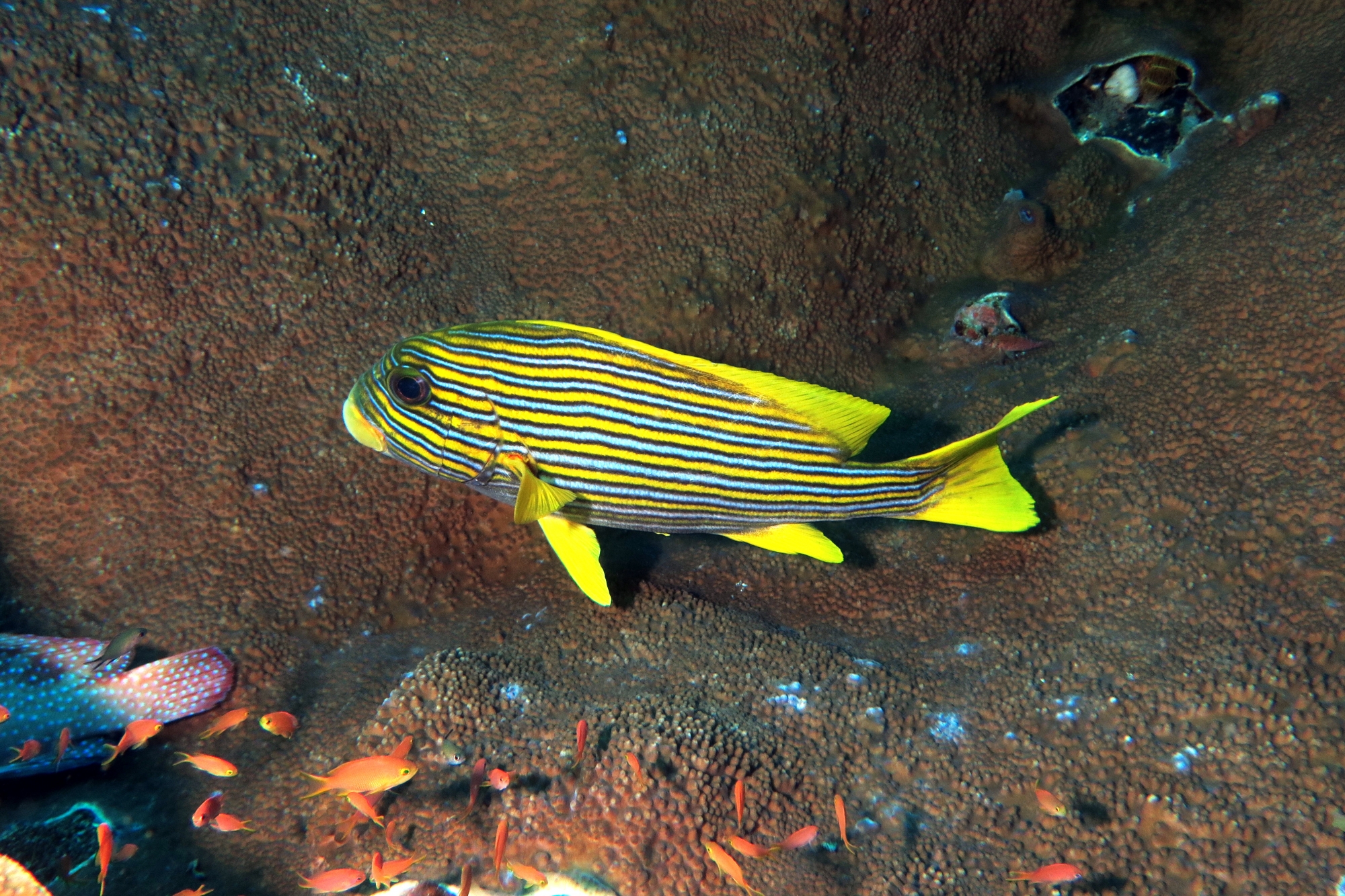 Plectorhinchus polytaenia