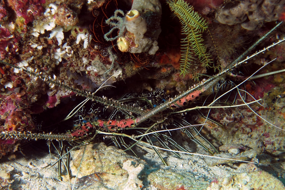 Panulirus versicolor