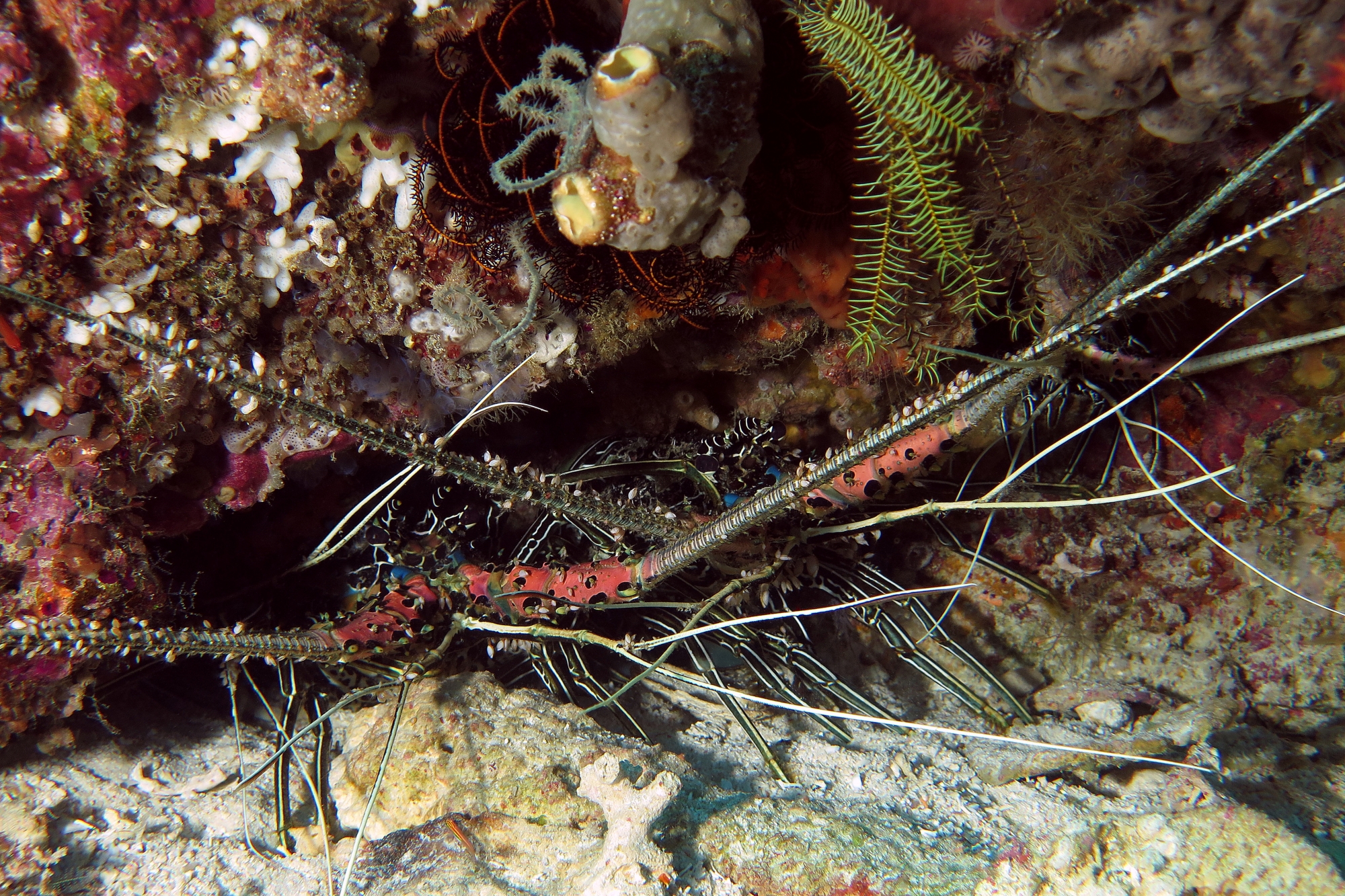 Panulirus versicolor