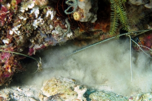 Panulirus versicolor