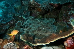 Orectolobus ornatus, Chromis analis