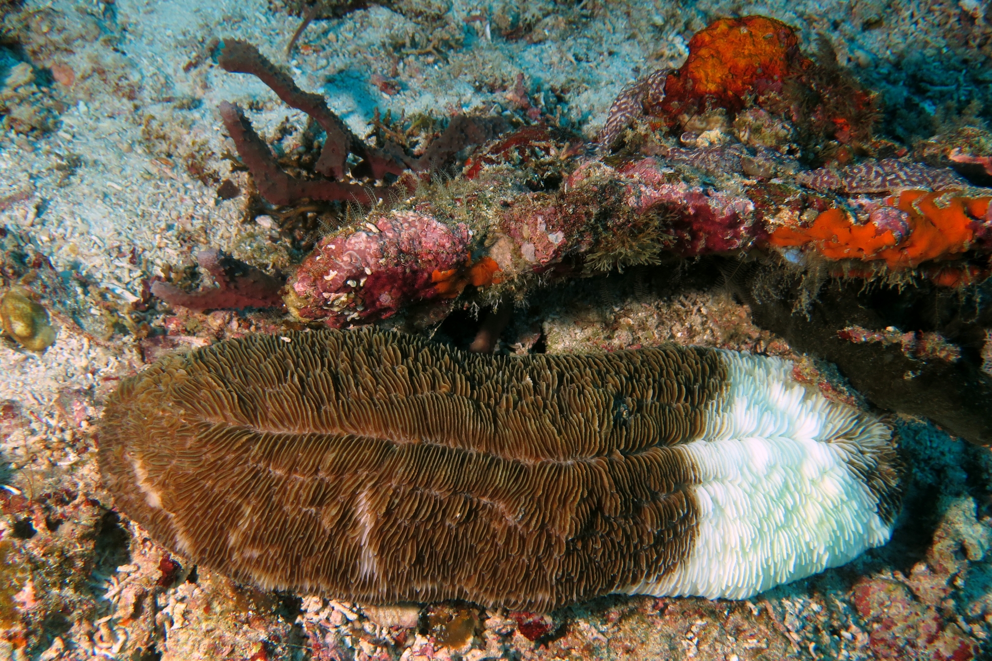 Ctenactis crassa
