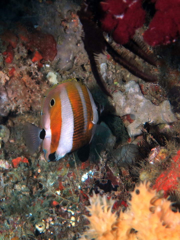 Coradion chrysozonus