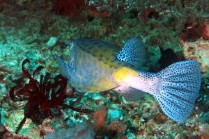 Ostracion cubicus, Amblyglyphidodon leucogaster