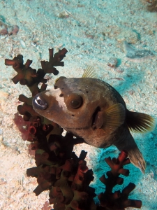 Arothron nigropunctatus, Tubastraea micranthus