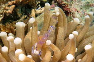 Ancylomenes sarasvati, Heliofungia actiniformis