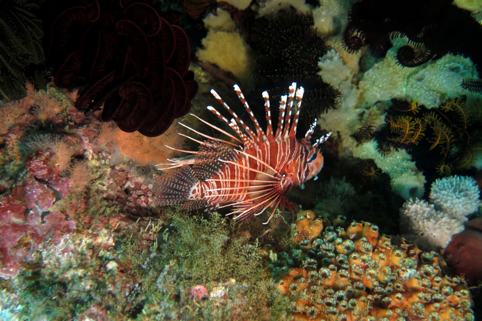 Pterois volitans (18-39cm, Rascasse volante commune)