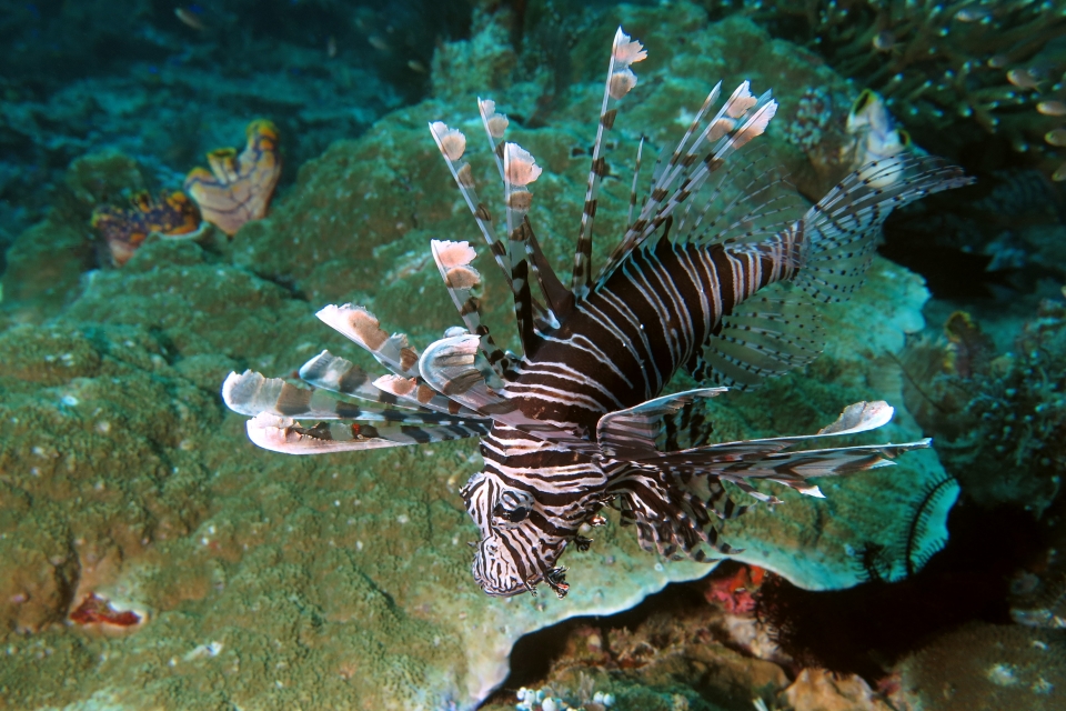 Pterois volitans