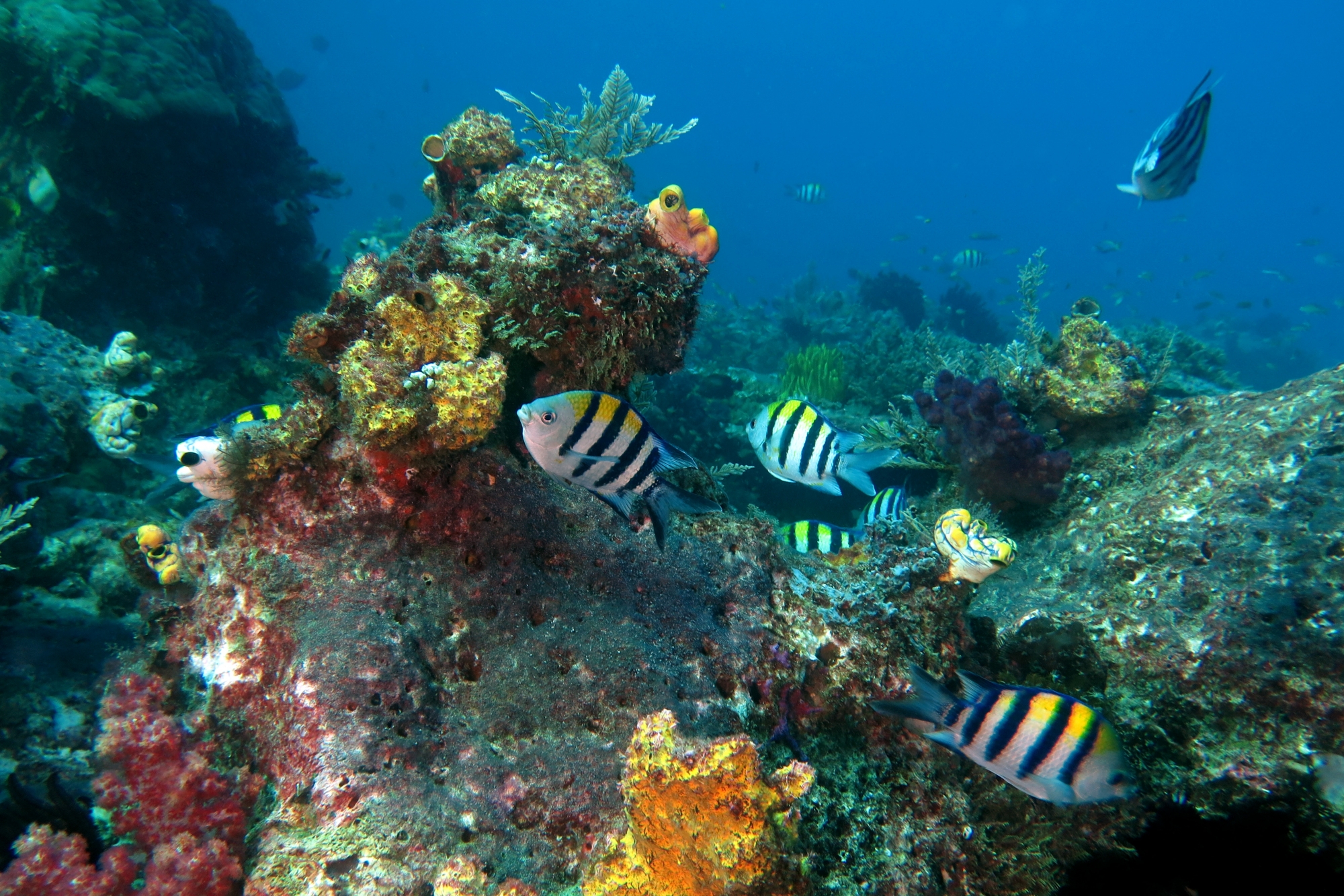 Abudefduf vaigiensis