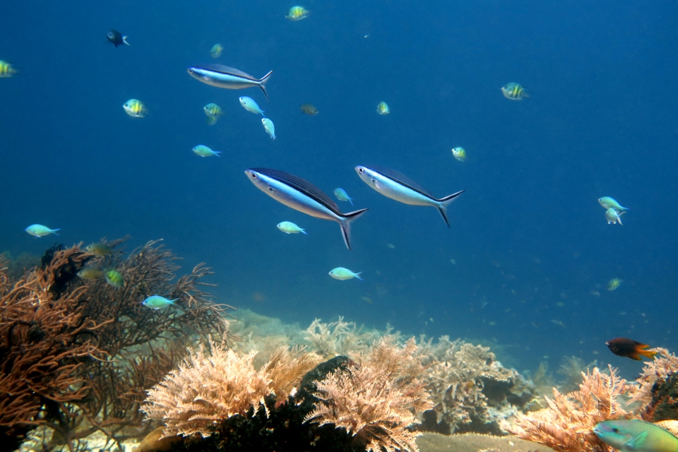 Pterocaesio tile