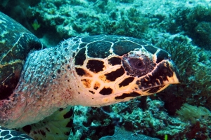 Eretmochelys imbricata