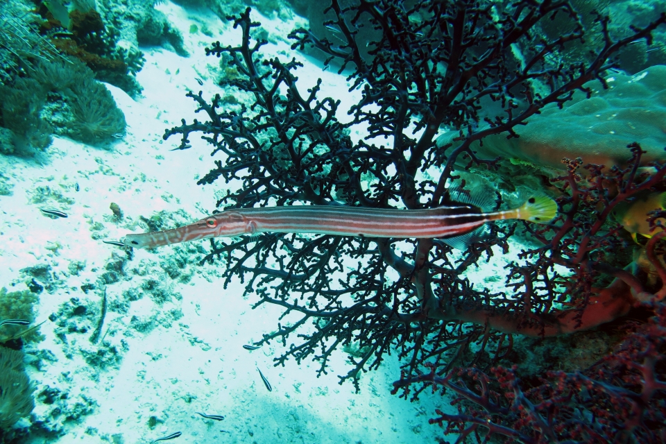 Aulostomus chinensis