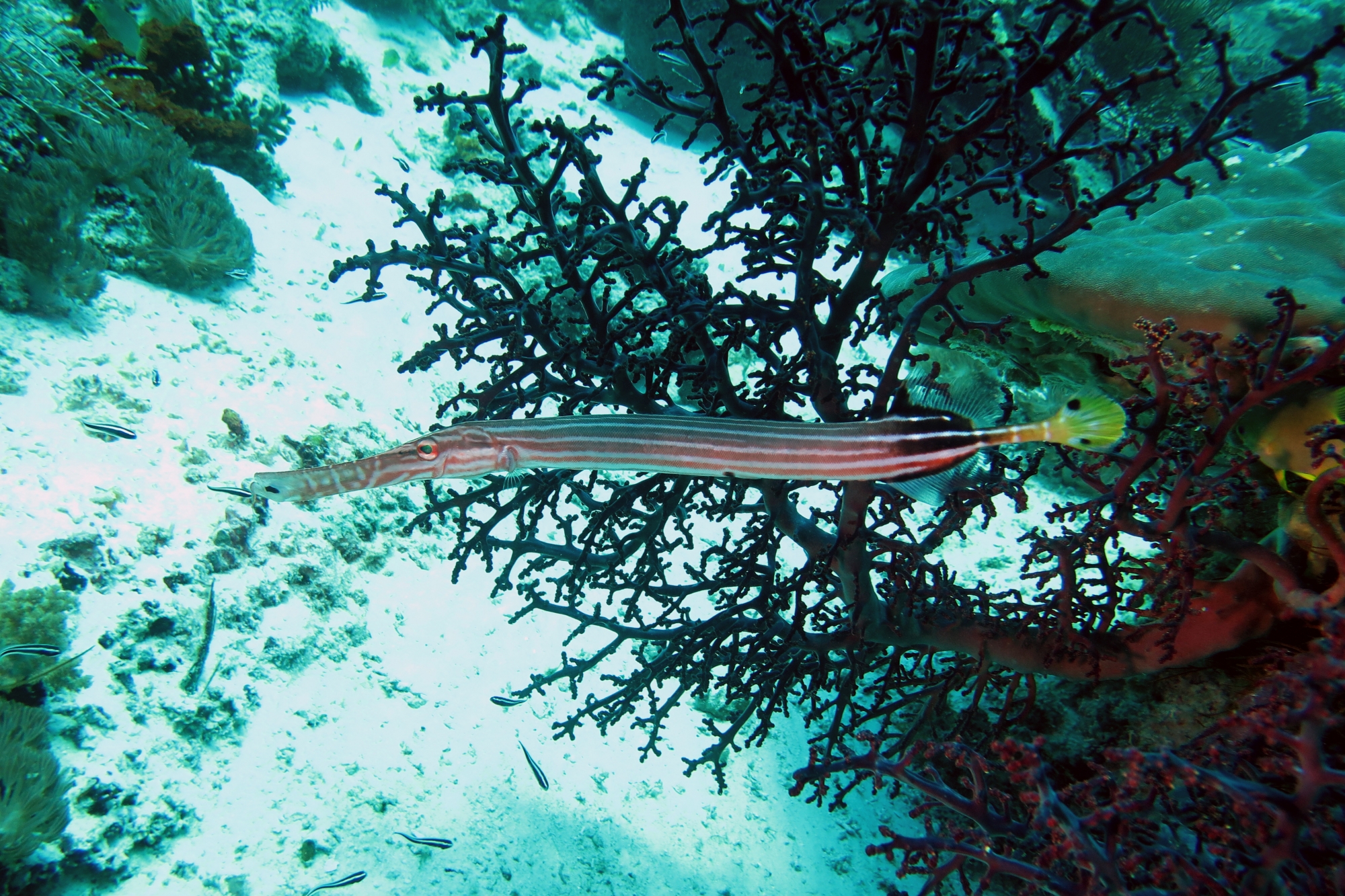 Aulostomus chinensis