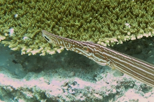 Aulostomus chinensis, Chromis opercularis