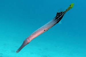 Aulostomus chinensis