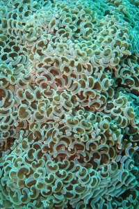 Euphyllia ancora