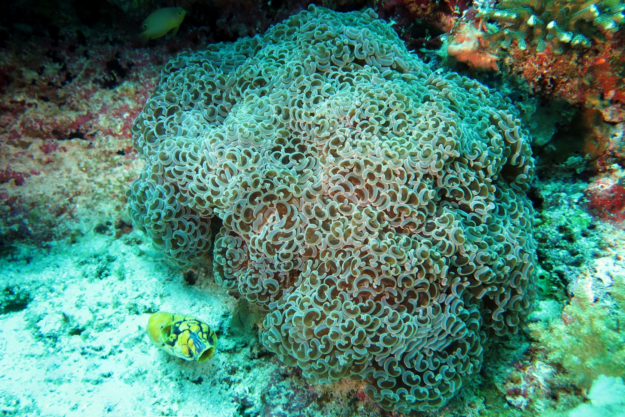 Euphyllia ancora