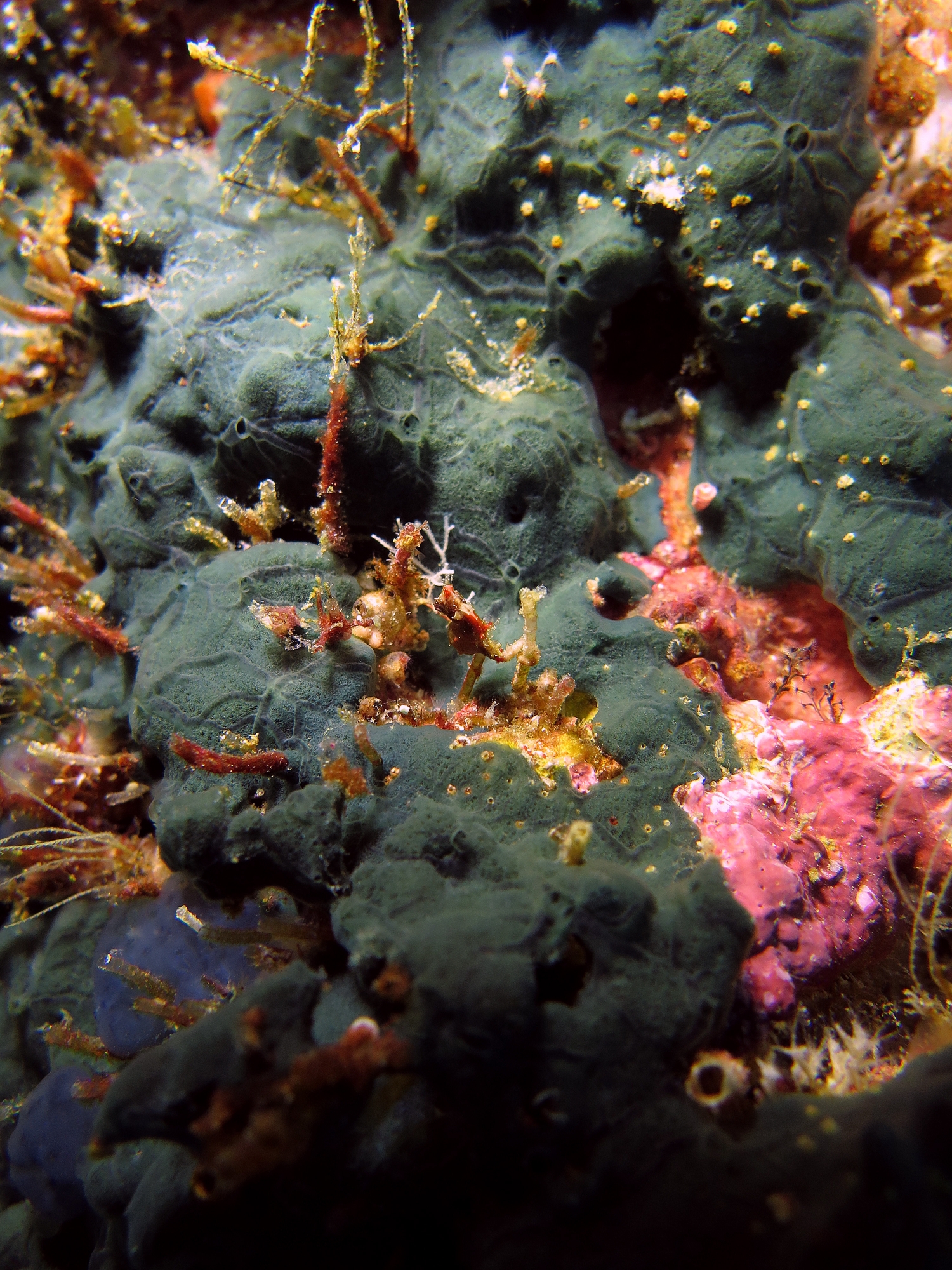 Hippocampus severnsi, Eponge à déterminée