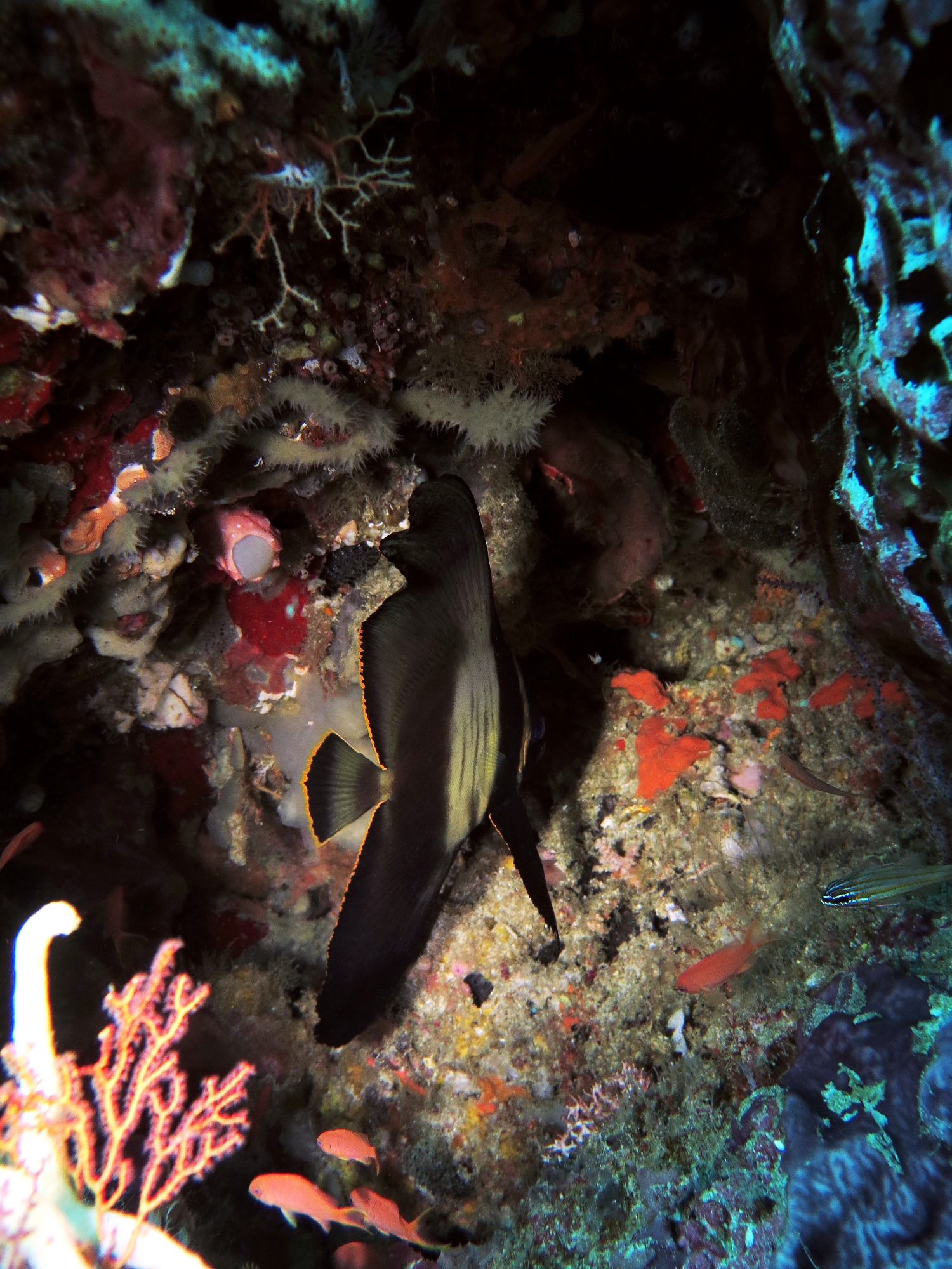 Platax pinnatus