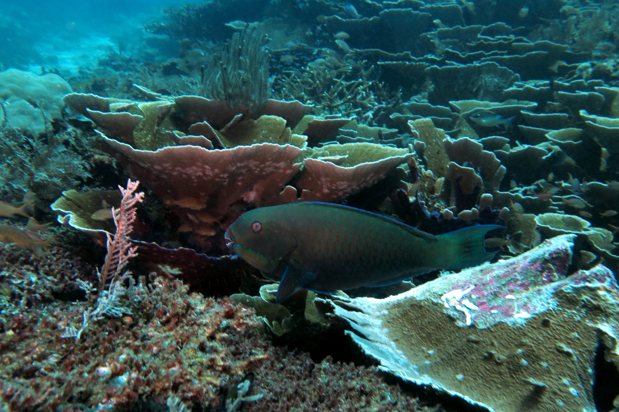 Scarus rubroviolaceus