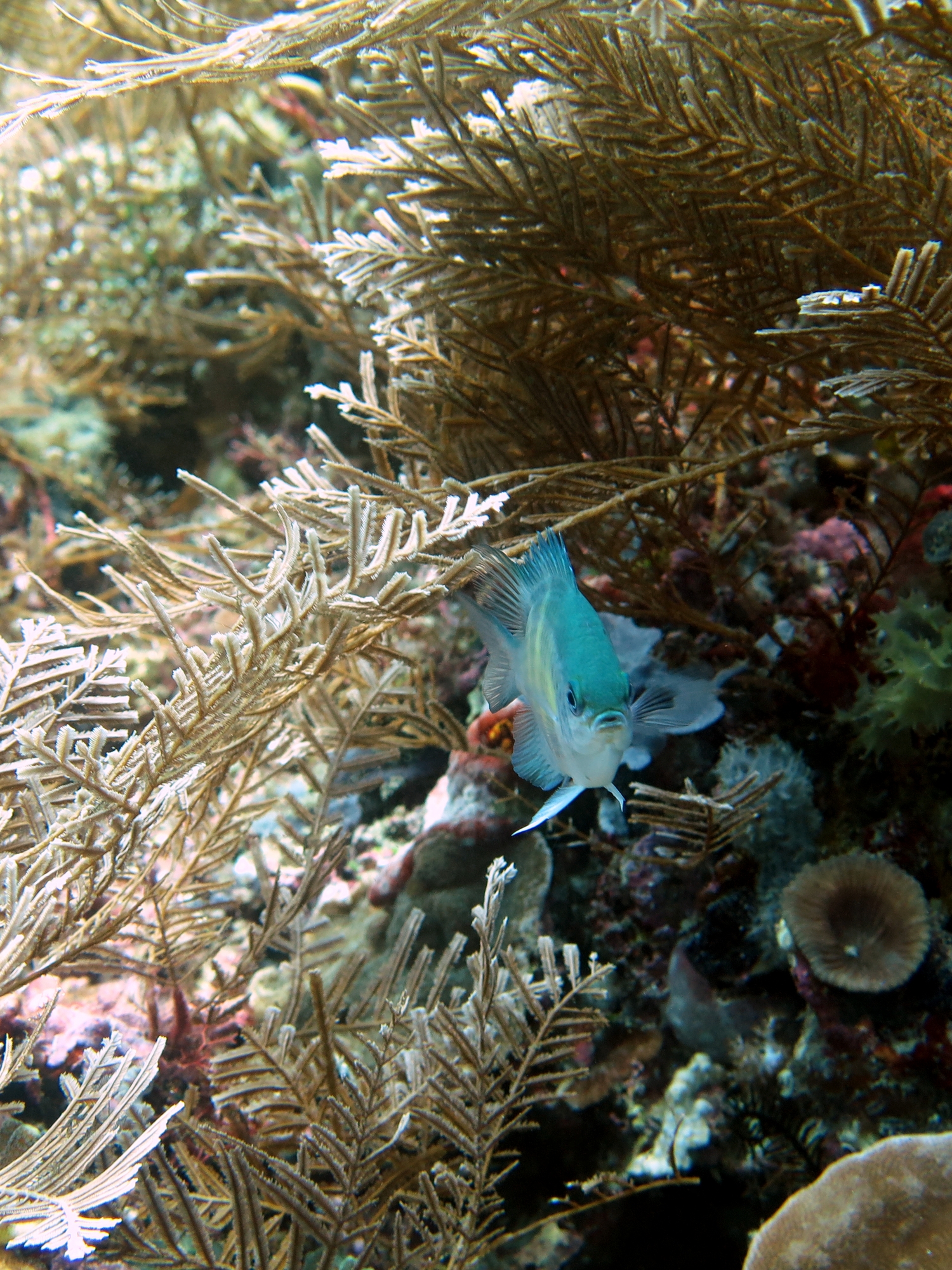Amblyglyphidodon curacao