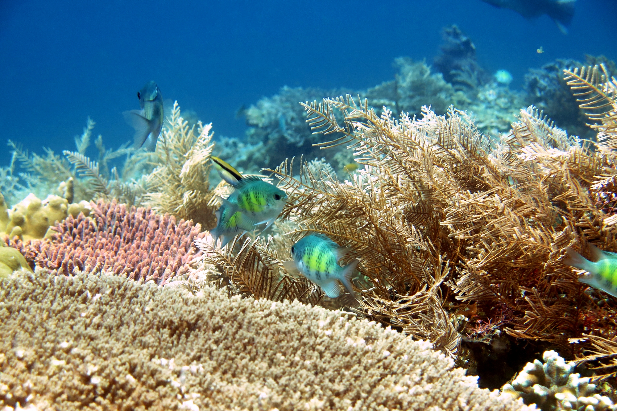 Amblyglyphidodon curacao