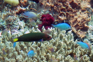 Chromis viridis, Pseudanthias huchtii, Thalassoma lunare