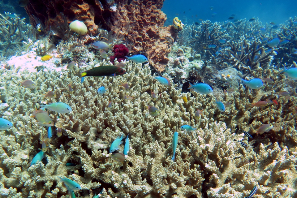 Chromis viridis, Pseudanthias huchtii, Thalassoma lunare