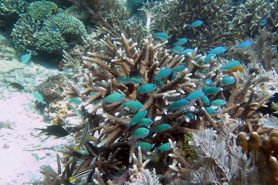 Chromis viridis, Neopomacentrus filamentosus