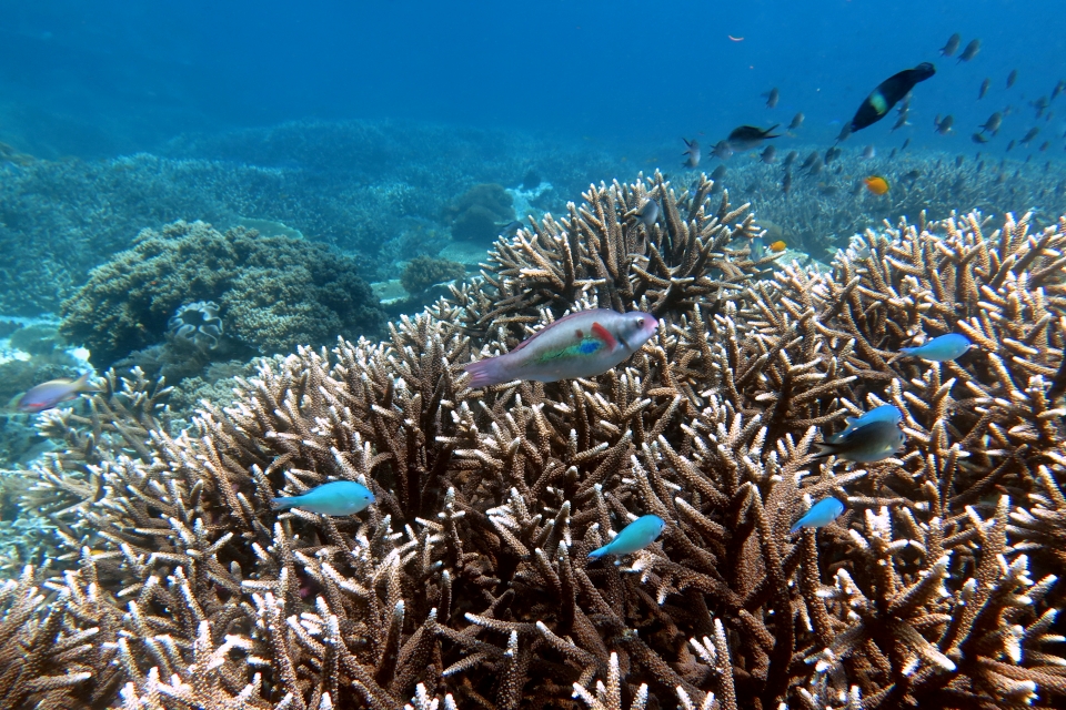 Chromis viridis, Scarus forsteni