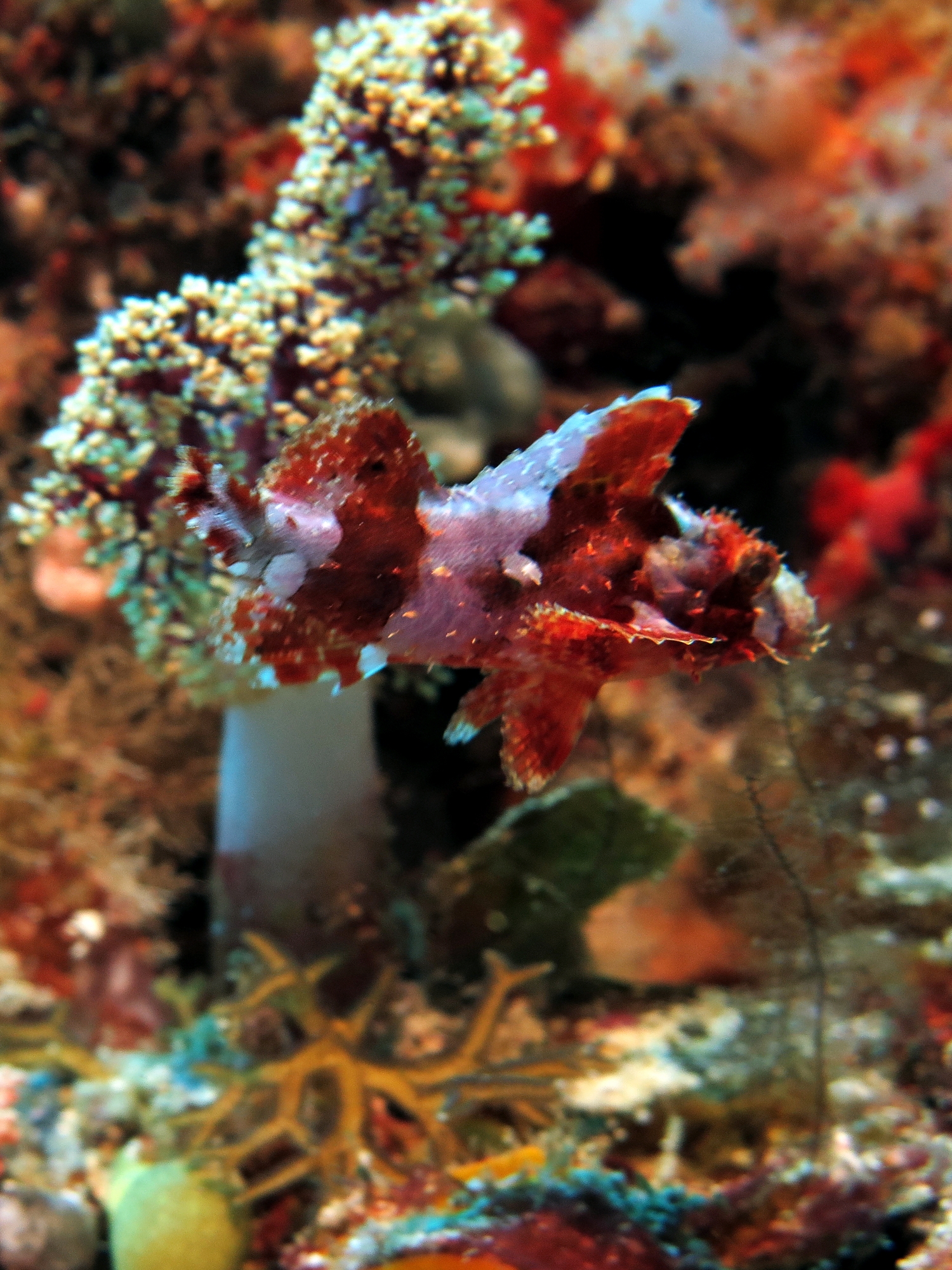 Scorpaenopsis venosa