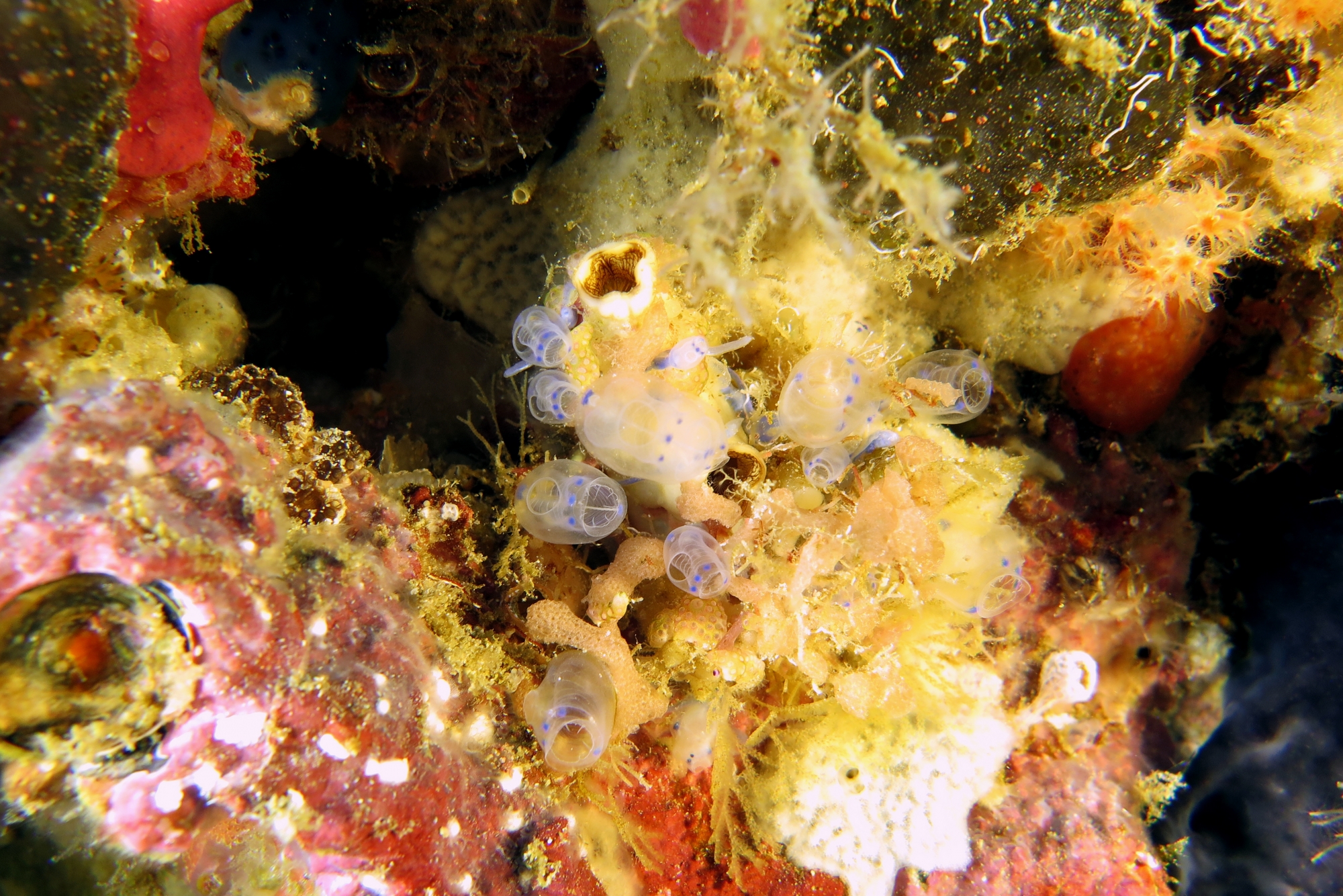 Clavelina moluccensis, Polycarpa cryptocarpa