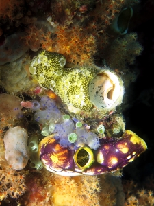 Polycarpa aurata, Clavelina moluccensis, Atriolum robustum, Leptoclinides reticulatus, Thylacodes grandis