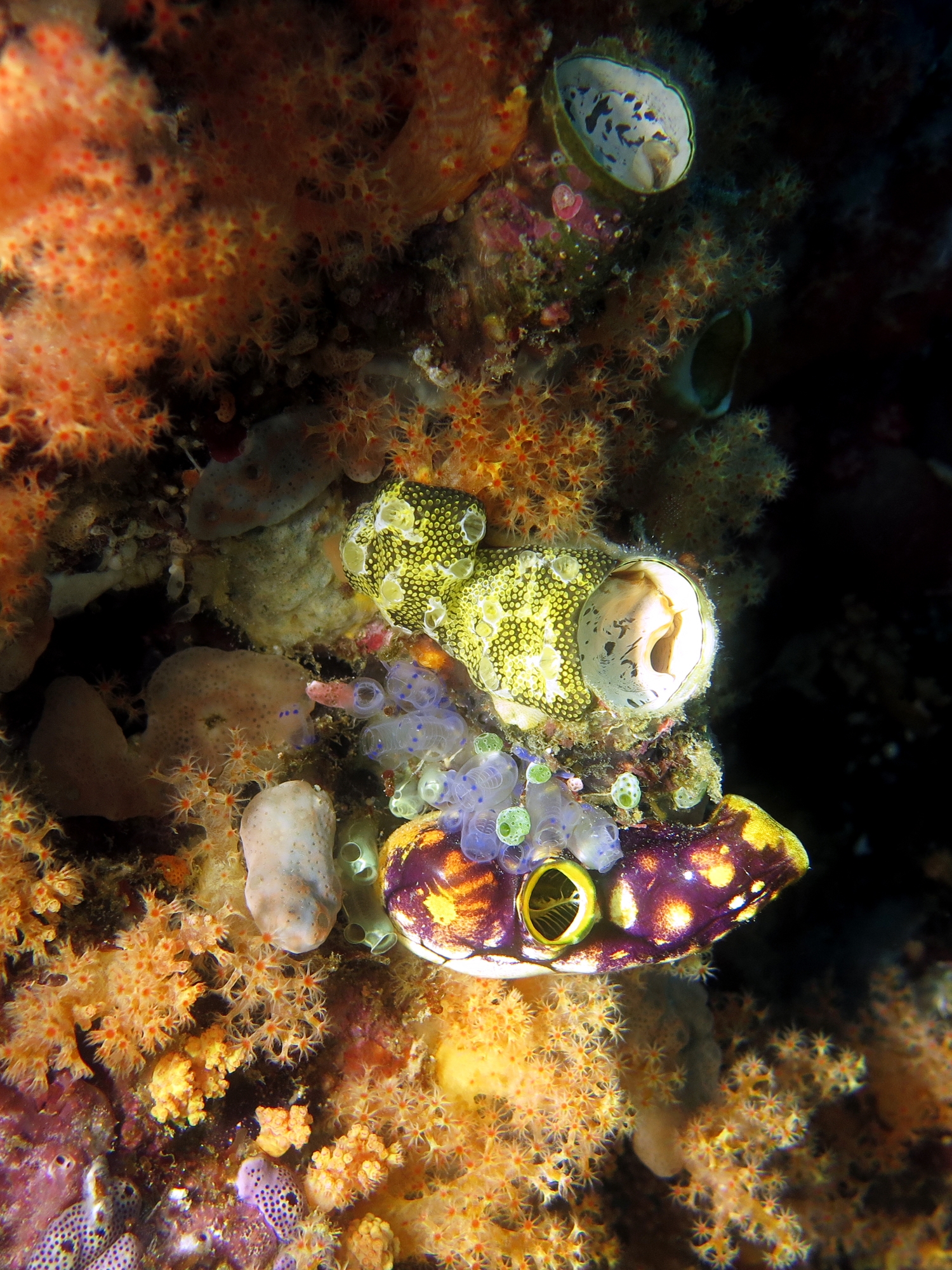 Polycarpa aurata, Clavelina moluccensis, Atriolum robustum, Leptoclinides reticulatus, Thylacodes grandis