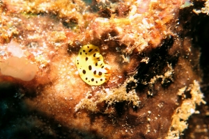 Eurylepta sp.