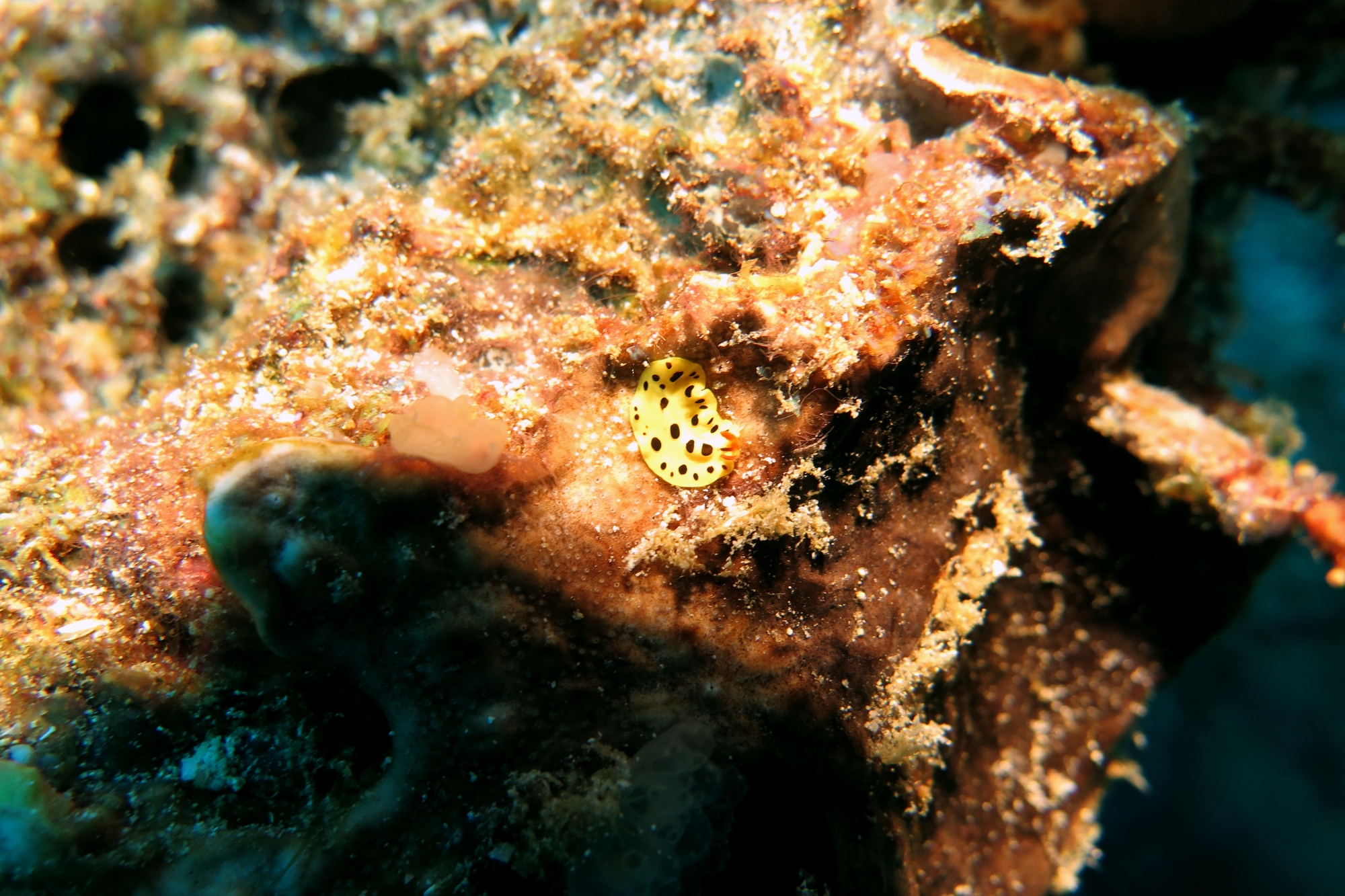 Eurylepta sp.