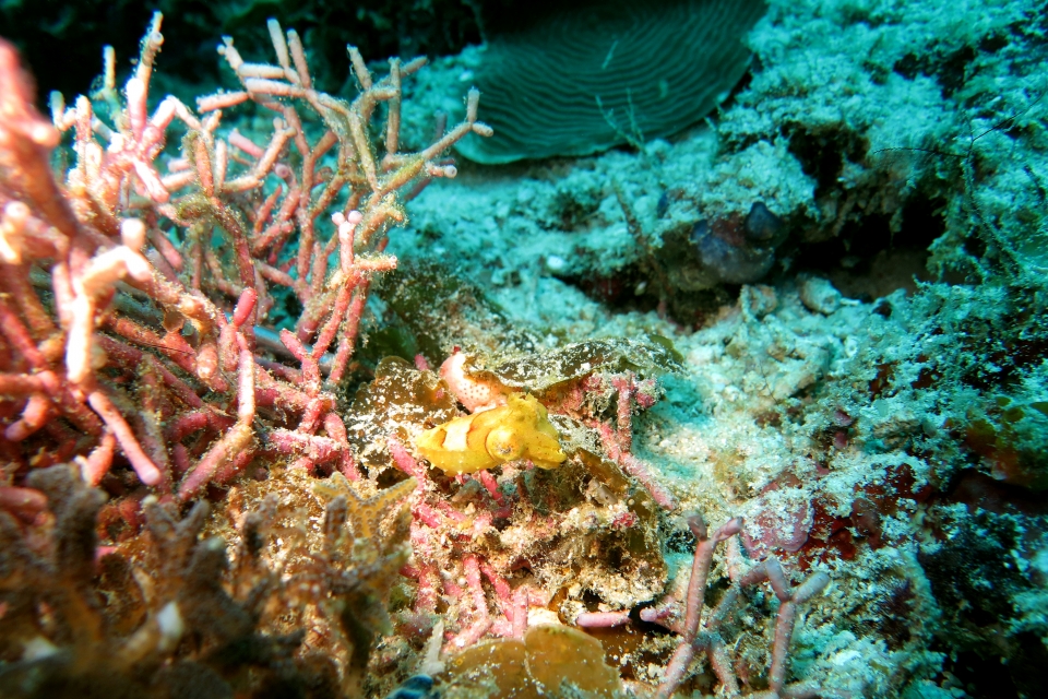 Sépia aculeata