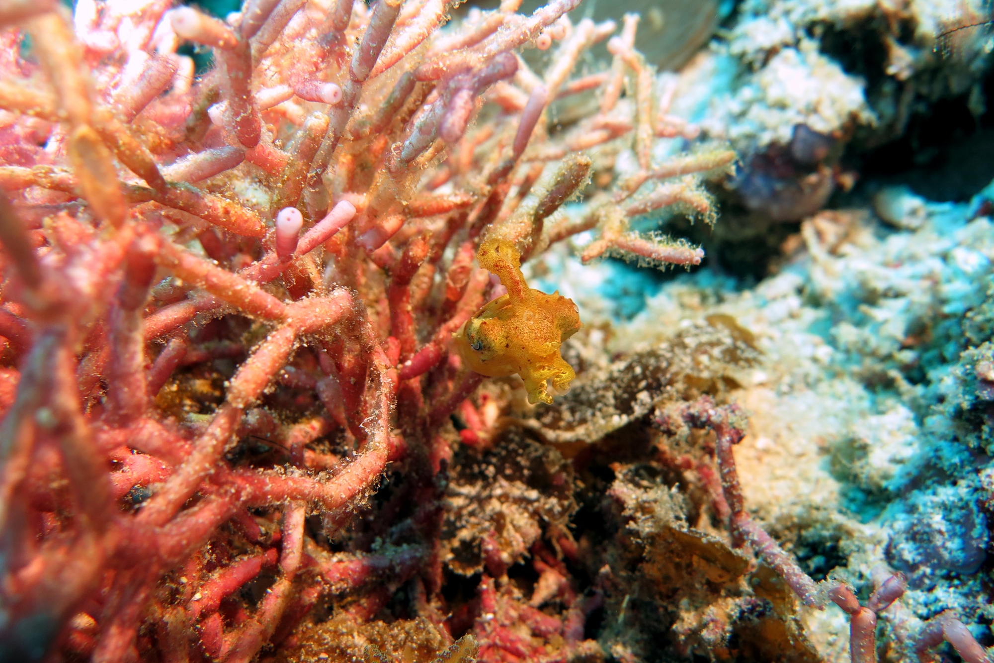 Sepia aculeata